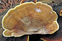 Stereum subtomentosus