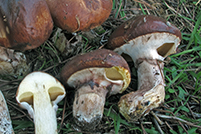 Suillus luteus