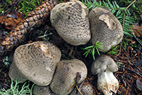 Tricholoma pardinum