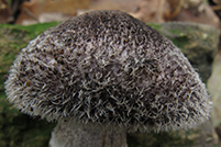 Tricholoma squarrulosum