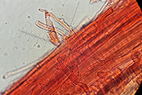 Marasmiellus carneopallidus caulocistidi