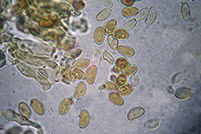 Inocybe bongardii spore
