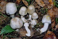 Carica immagine ingrandita