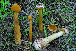 Carica immagine ingrandita