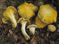 Carica immagine ingrandita