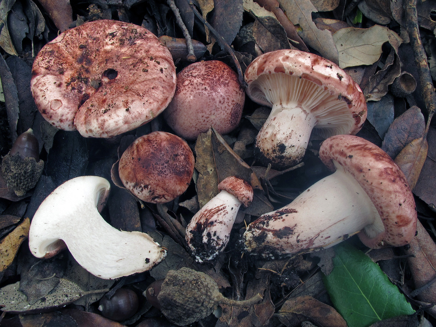 Carica immagine ingrandita