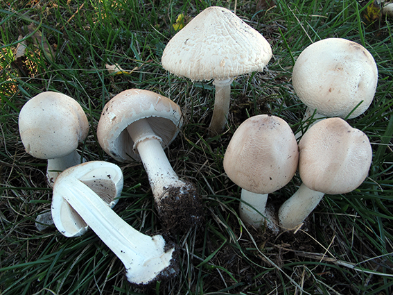 Carica foto