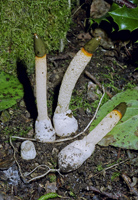 Carica immagine ingrandita