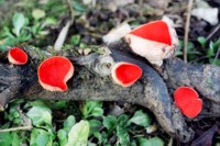 Carica foto