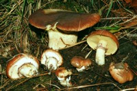 Carica immagine ingrandita
